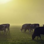 dairy farm cows devondale