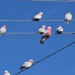 multiple gallahs on powerline