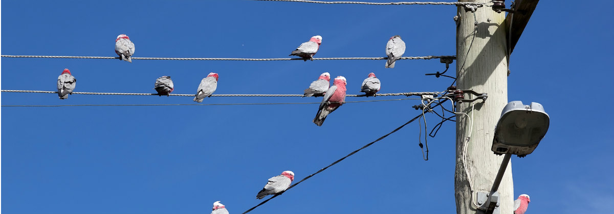 multiple gallahs on powerline