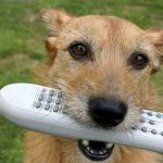Dog with TV remote control