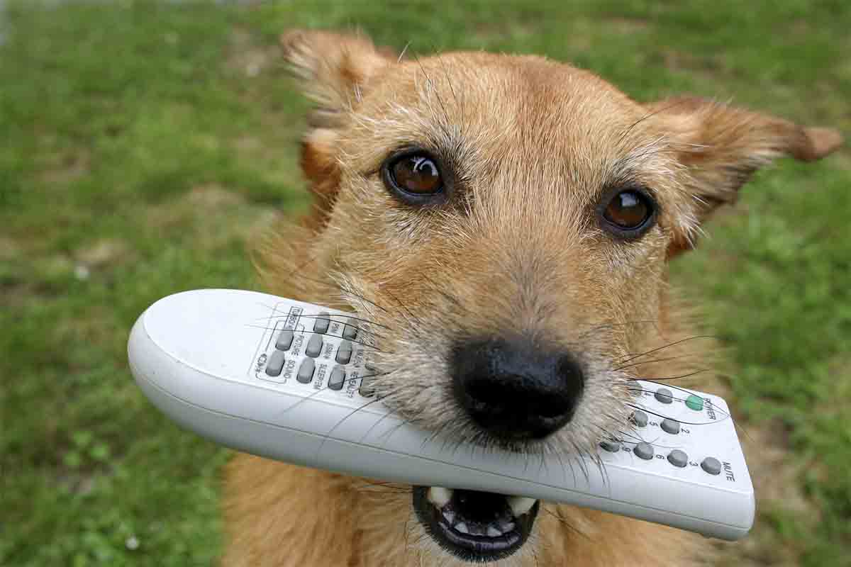 Dog with TV remote control