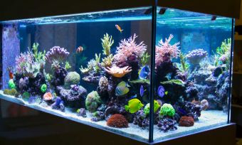 Fish-tank energy usage