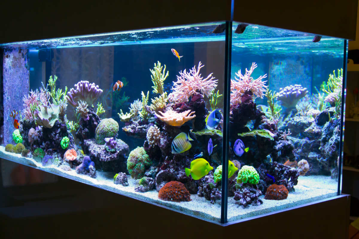 Fish-tank energy usage