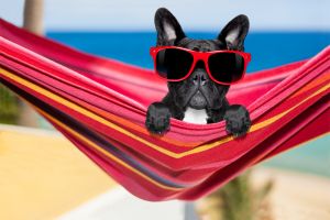 How can I keep my pet sun safe? 