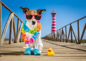 Is sunscreen safe for pets?