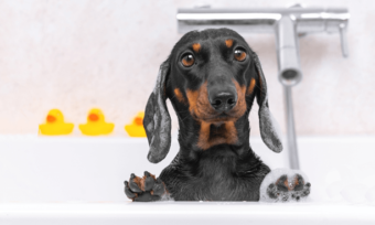 Dog in bath using hot water