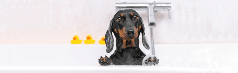 Dog in bath using hot water