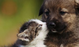 target baby love nappies