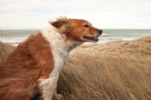 Dog in wind at beach