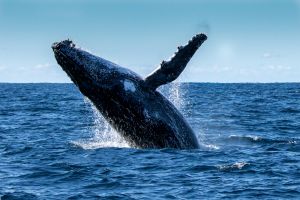 Logan's Beach whale