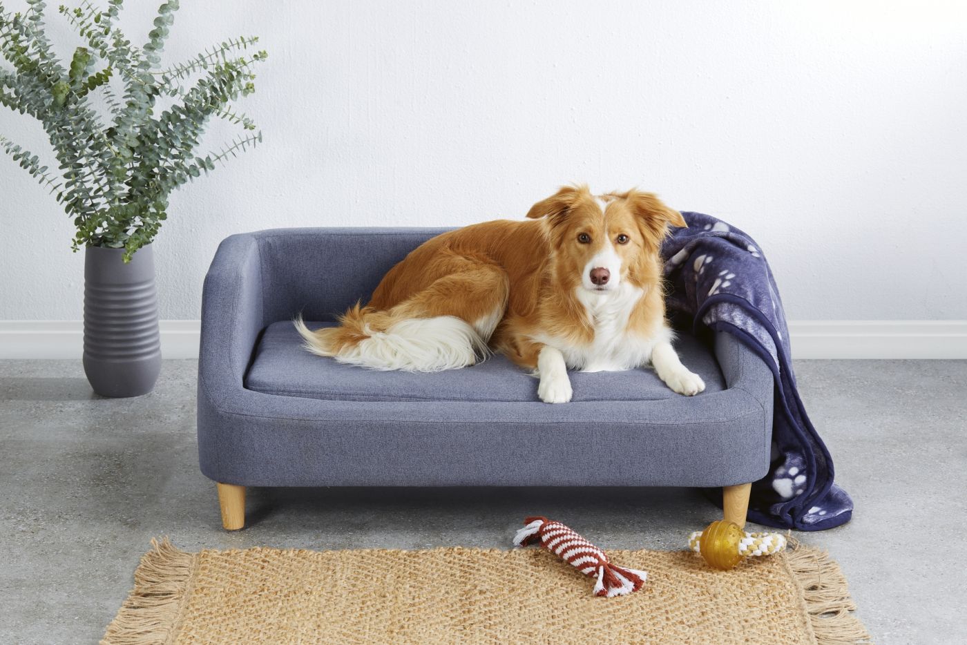 ALDI’s Pampered Pets Special Buys are Back with Tiny Sofas for Your Dog