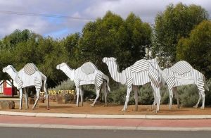 Tin Camels