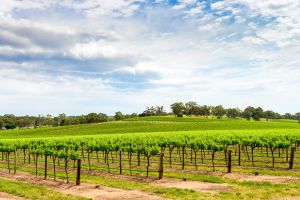 Barossa Valley