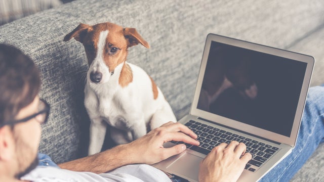 Man working with laptop on lounge next to dog