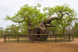 Boab Prison Tree Travel Australia