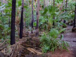 Zebedee Thermal Springs travel Australia