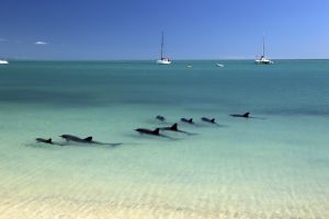 Shark Bay