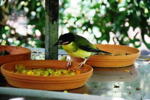 Port Douglas Wildlife Habitat bird