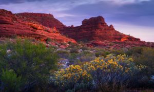 Palm Valley travel Australia