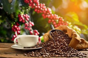 What are the best coffee beans?