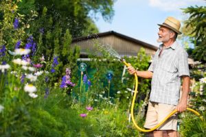 Elderly man hosing garden with water