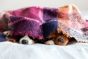 Dogs under blanket