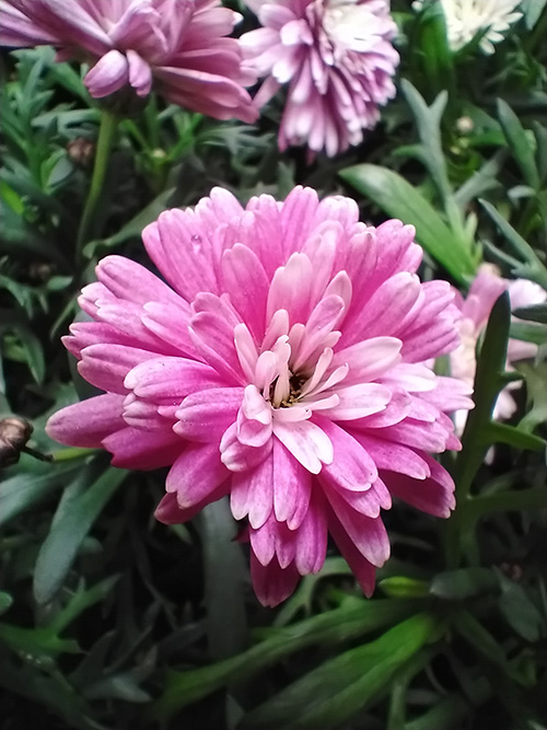 Pink flower macro photo taken on Nokia 5.3