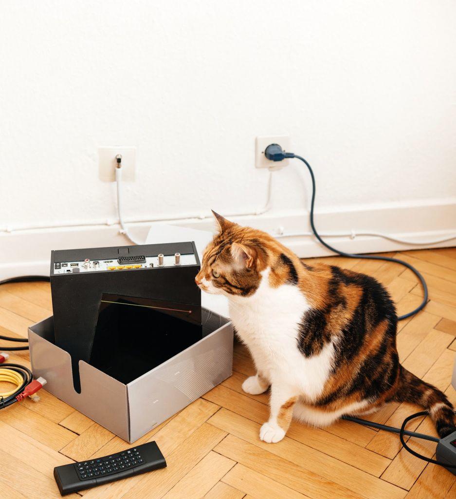 Unboxed modem and pet cat