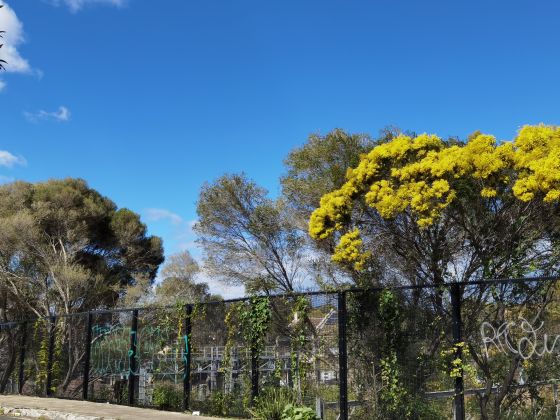 Trees and a fence