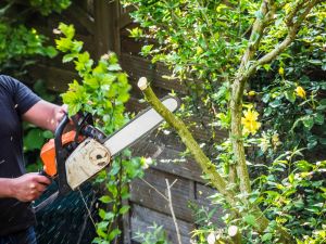 Using chainsaw in garden