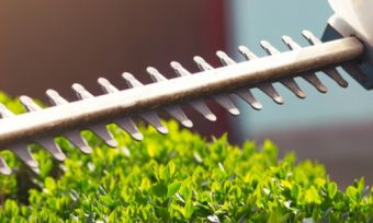 Hedge trimmer trimming hedges