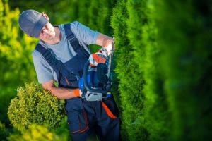 Man using hedge trimmer to shape hedges