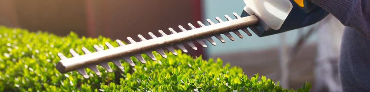 Hedge trimmer trimming hedges