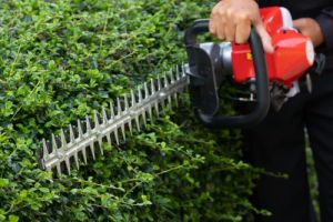 Man with hedge trimmer trimming a gardenhedge