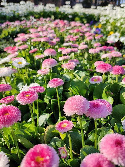 Photo of pink flowers with white flowers in background