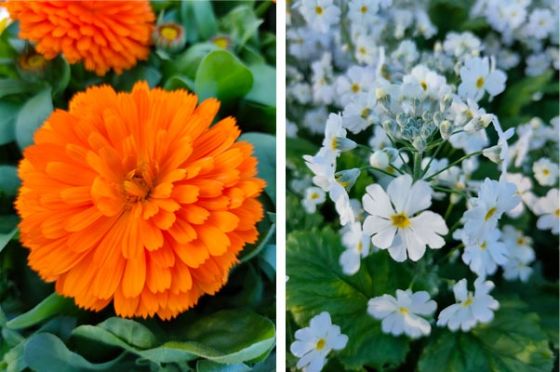 Closeup pictures of orange and white flowers 