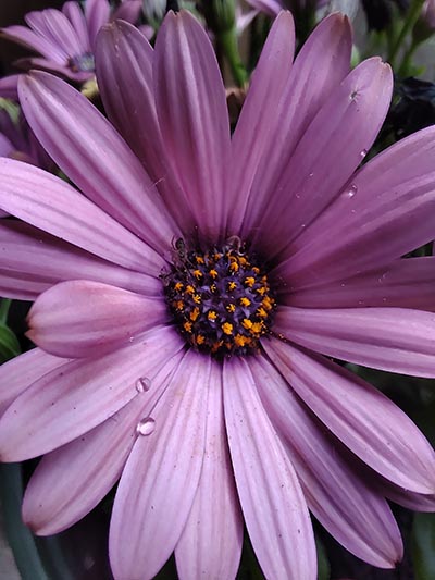 Macro photo of purple flower