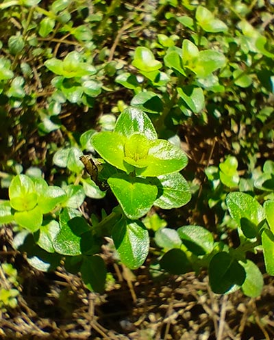 Macro photo of herbs taking on Realme 7 Pro device