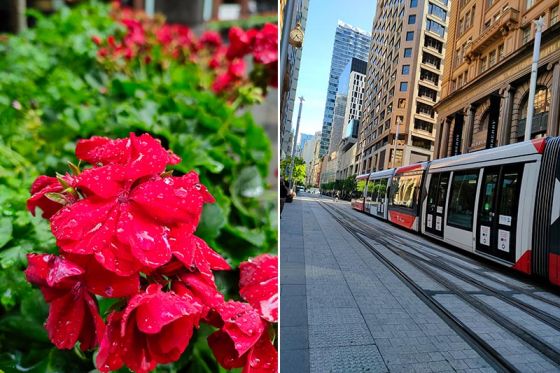 Outdoor photos of red flower and tram taken on the Realme 7 Pro