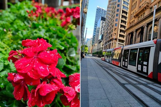 Outdoor photos of red flower and tram taken on the Realme 7 Pro