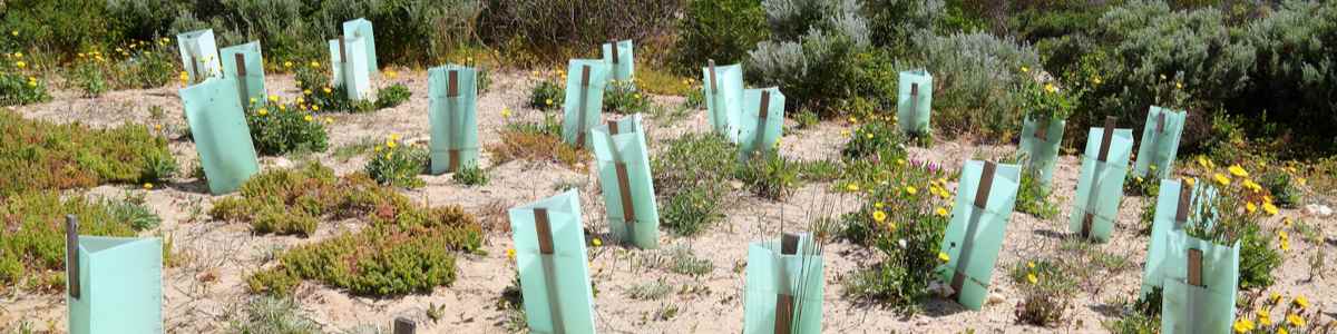 revegetation beach