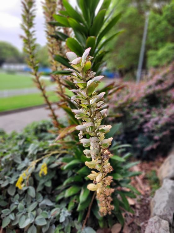 A close up photo of a plant