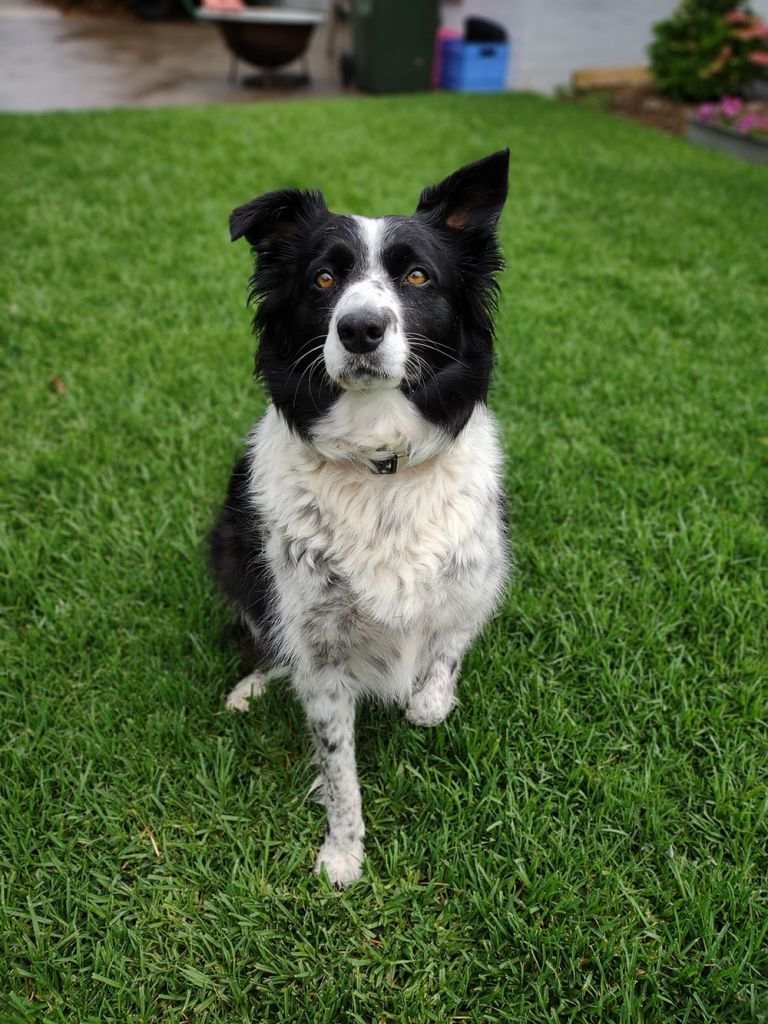 A border collie dog sitting on grass