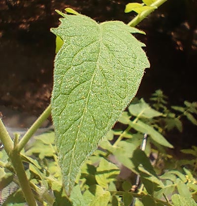 Closeup of tomato plant leaf
