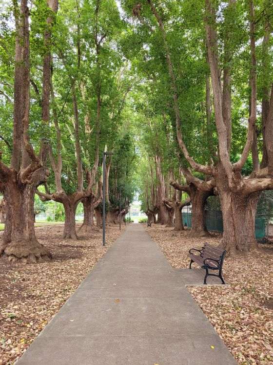 A path going through some trees