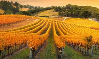 vineyards south australia-min (1)