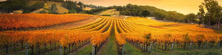 vineyards south australia-min (1)