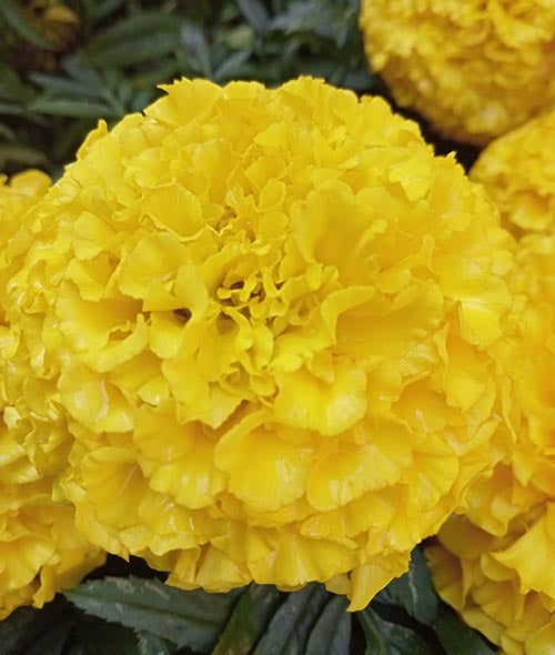 Closeup photo of yellow flower