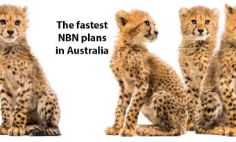 Cheetah cubs on a white background