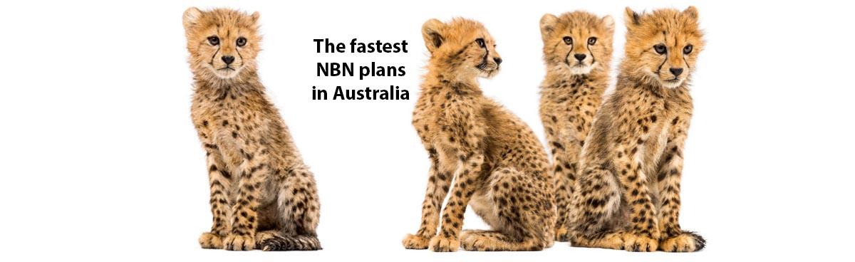 Cheetah cubs on a white background